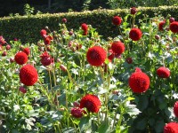 Blumen, Planten un Blomen