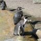 Pinguine