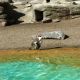 Pinguine vorm Tauchbecken